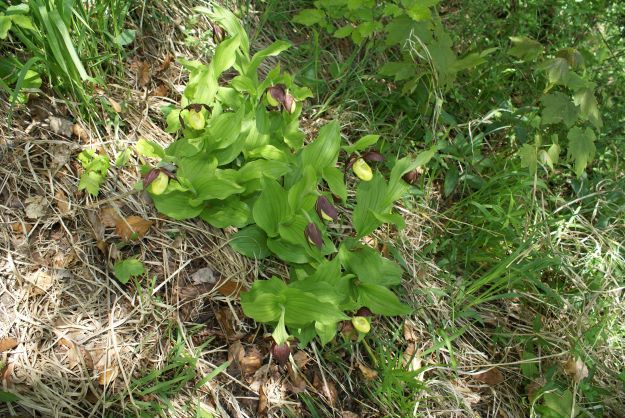 Naturschutzverein Ebnat-Kappel und Nesslau