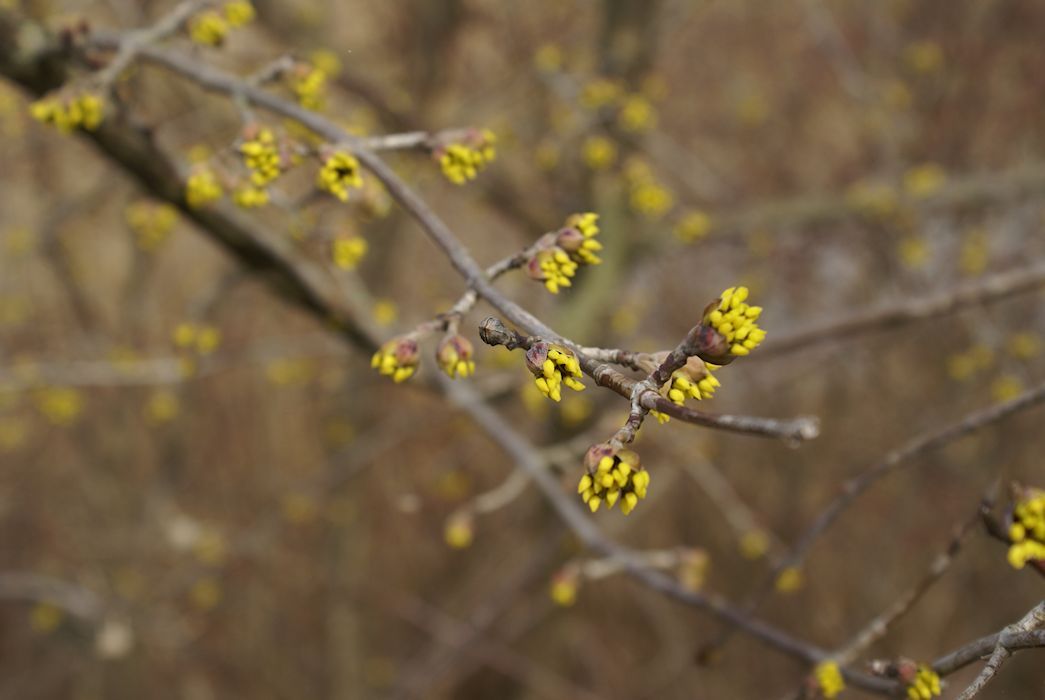 Naturschutzverein Ebnat-Kappel und Nesslau