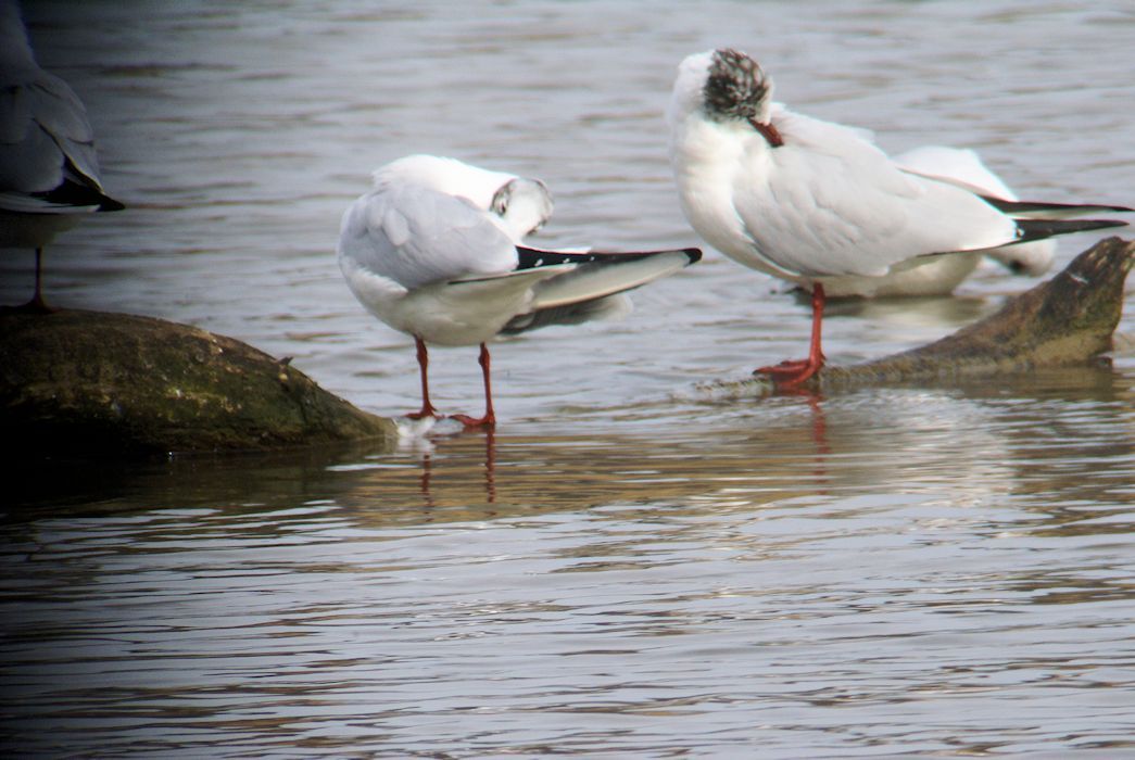 Naturschutzverein Ebnat-Kappel und Nesslau