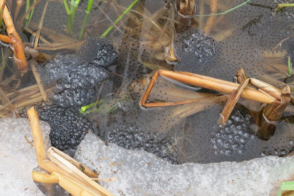 Naturschutzverein Ebnat-Kappel und Nesslau