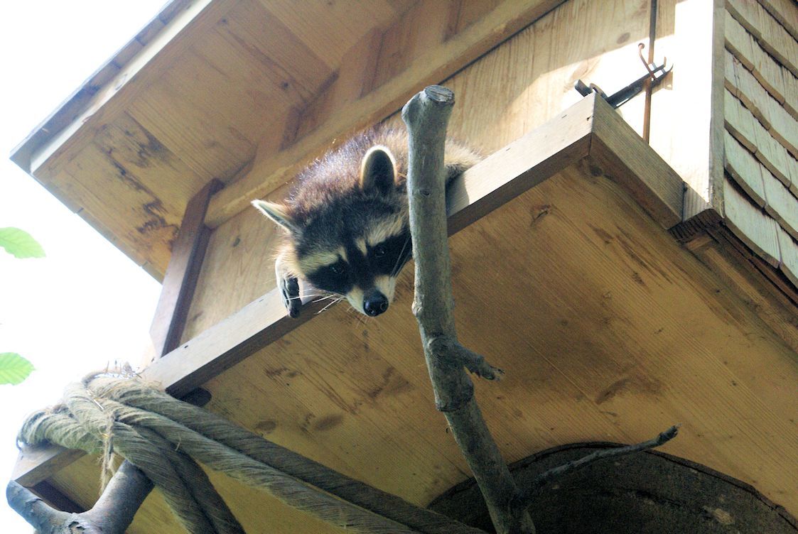 Naturschutzverein Ebnat-Kappel und Nesslau