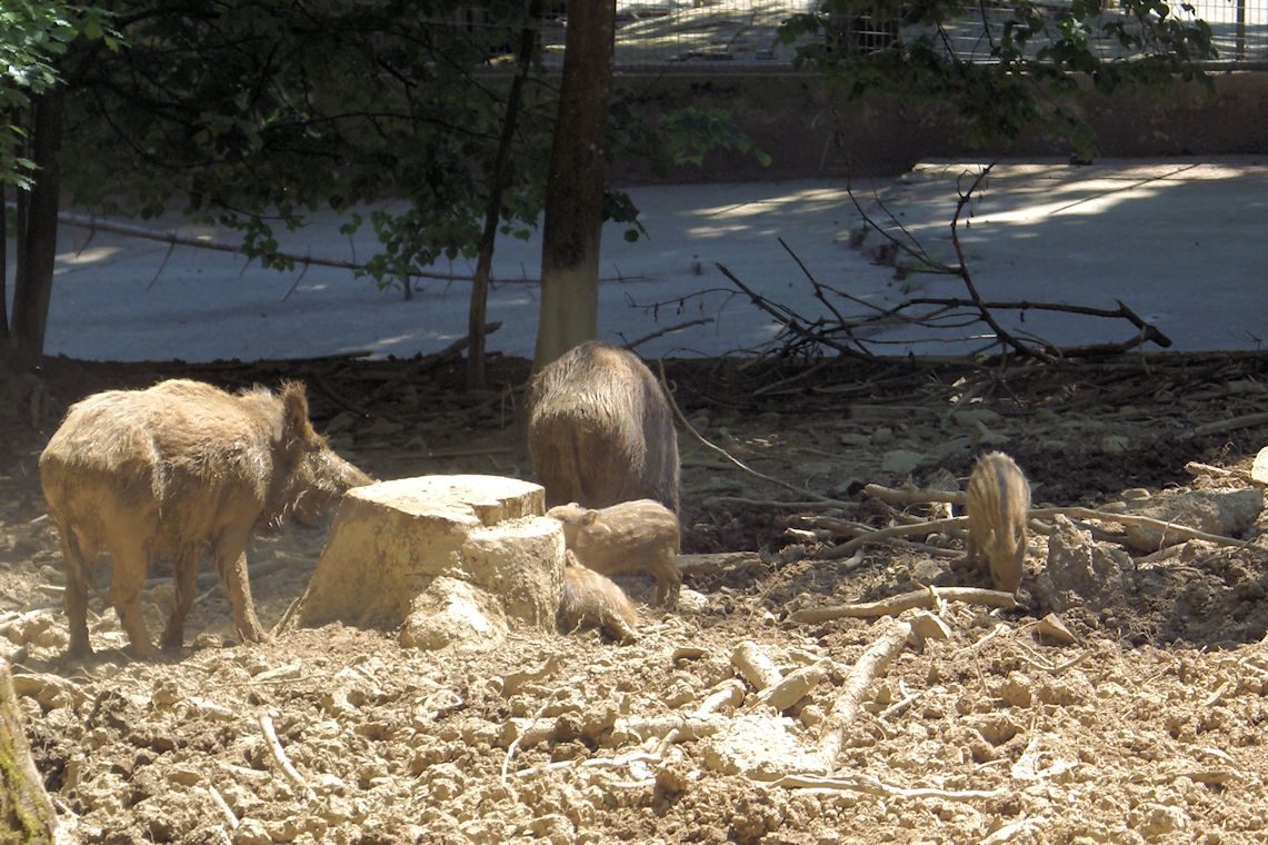 Naturschutzverein Ebnat-Kappel und Nesslau