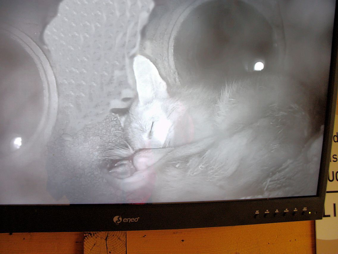 Naturschutzverein Ebnat-Kappel und Nesslau