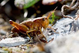 Naturschutzverein Ebnat-Kappel und Nesslau