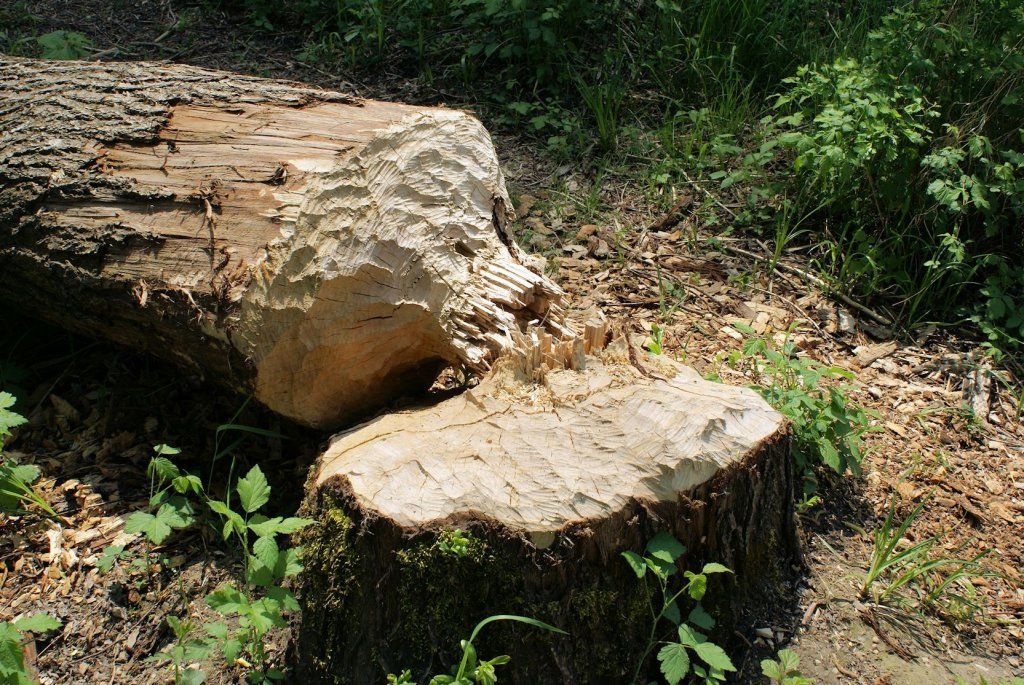 Naturschutzverein Ebnat-Kappel und Nesslau