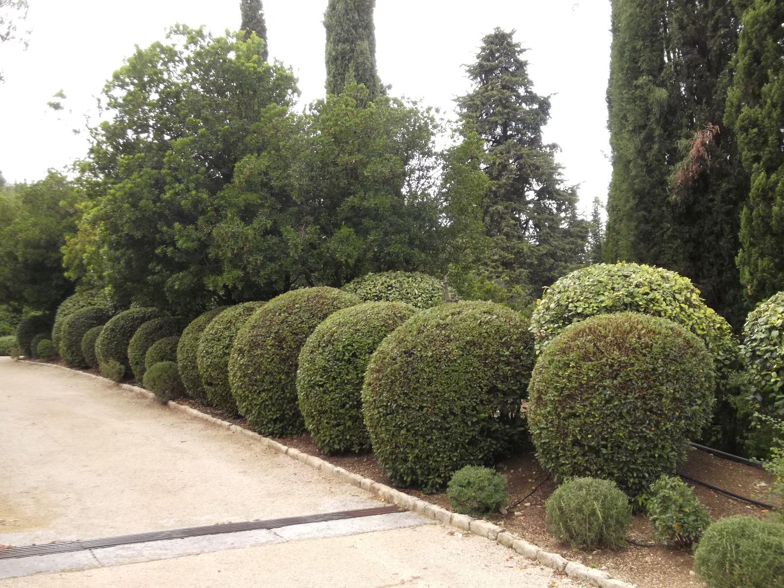 Taille topiaire en forme de boule