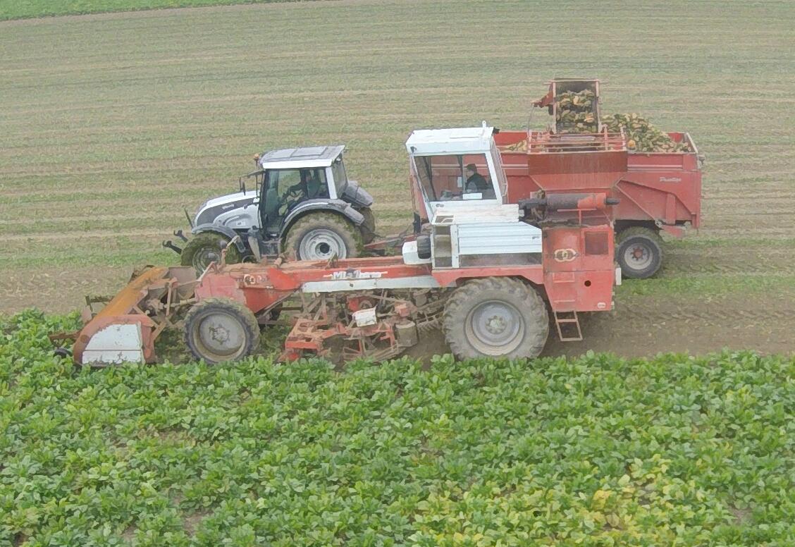 Arrachage de betteraves STARM