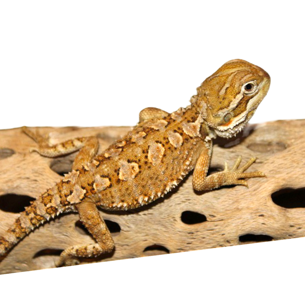 Pogona henrylawsoni kääpiöparta-agama hinta kasvattaja myydään pori tampere helsinki