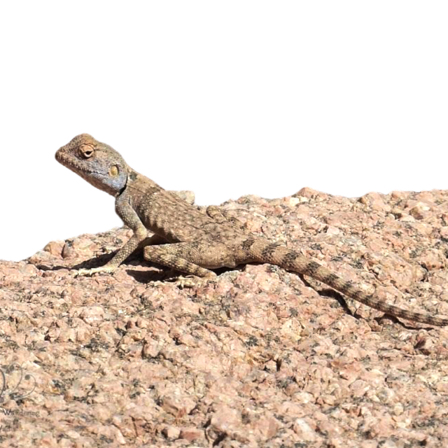 Siinainagama Pseudotrapelus sinaitus hinta