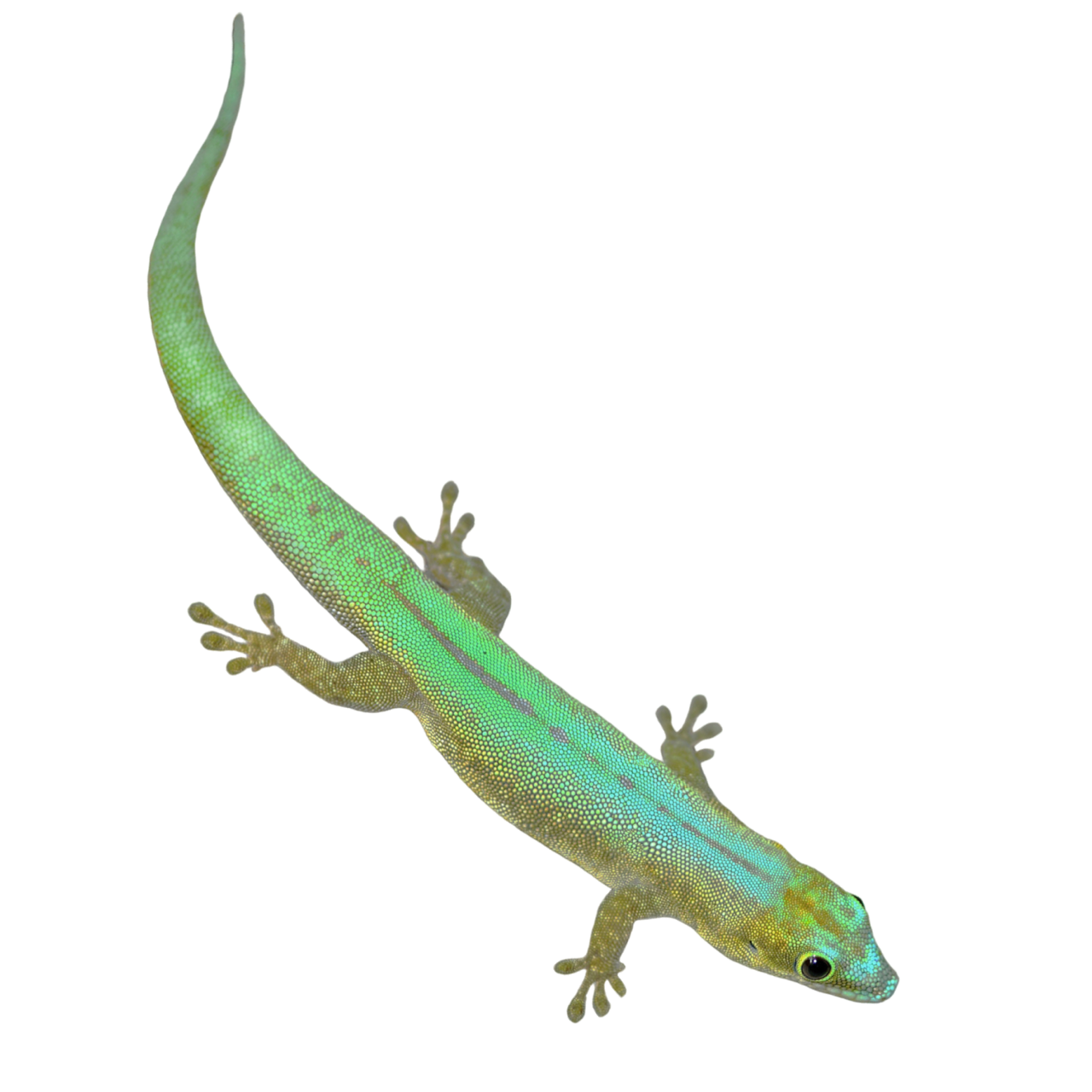 tokeegekko gecko gecko gekko liskot myydään myytävänä eläinkauppa pori suomi