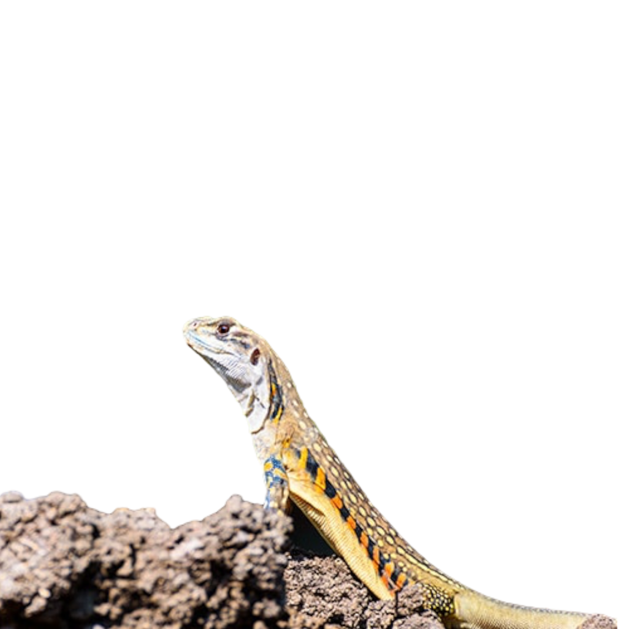 perhosagama leiolepis