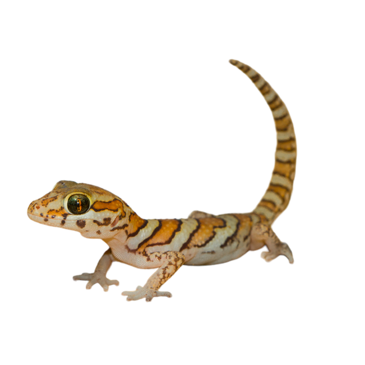 tokeegekko gecko gecko gekko liskot myydään myytävänä eläinkauppa pori suomi madagaskarin maagekko