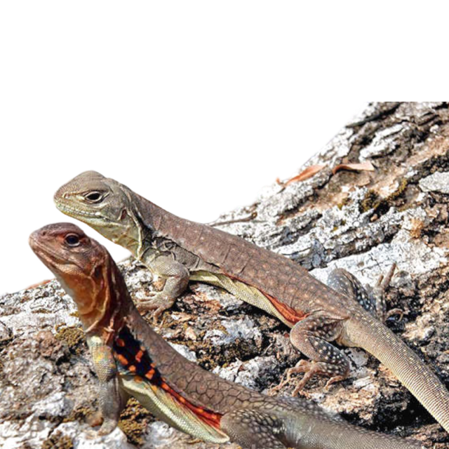 Leiolepis reevesii rubritaeniata