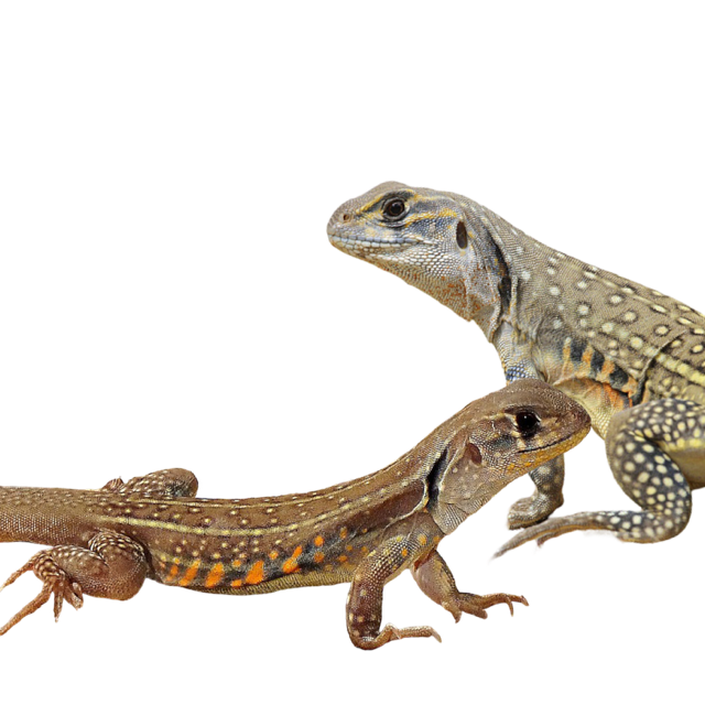 Leiolepis belliana perhosagama