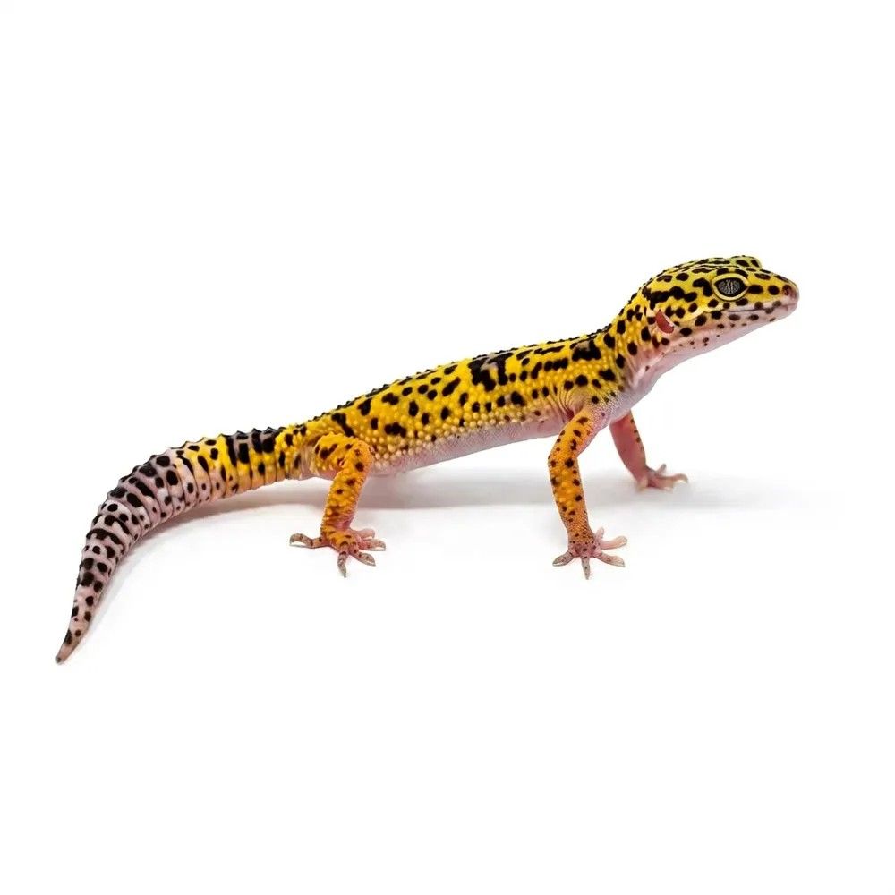 Iraninleopardigekko Eublepharis angramainyu poikasia myynnissä Porin Akvaariokeskuksessa. Kysy lisää!