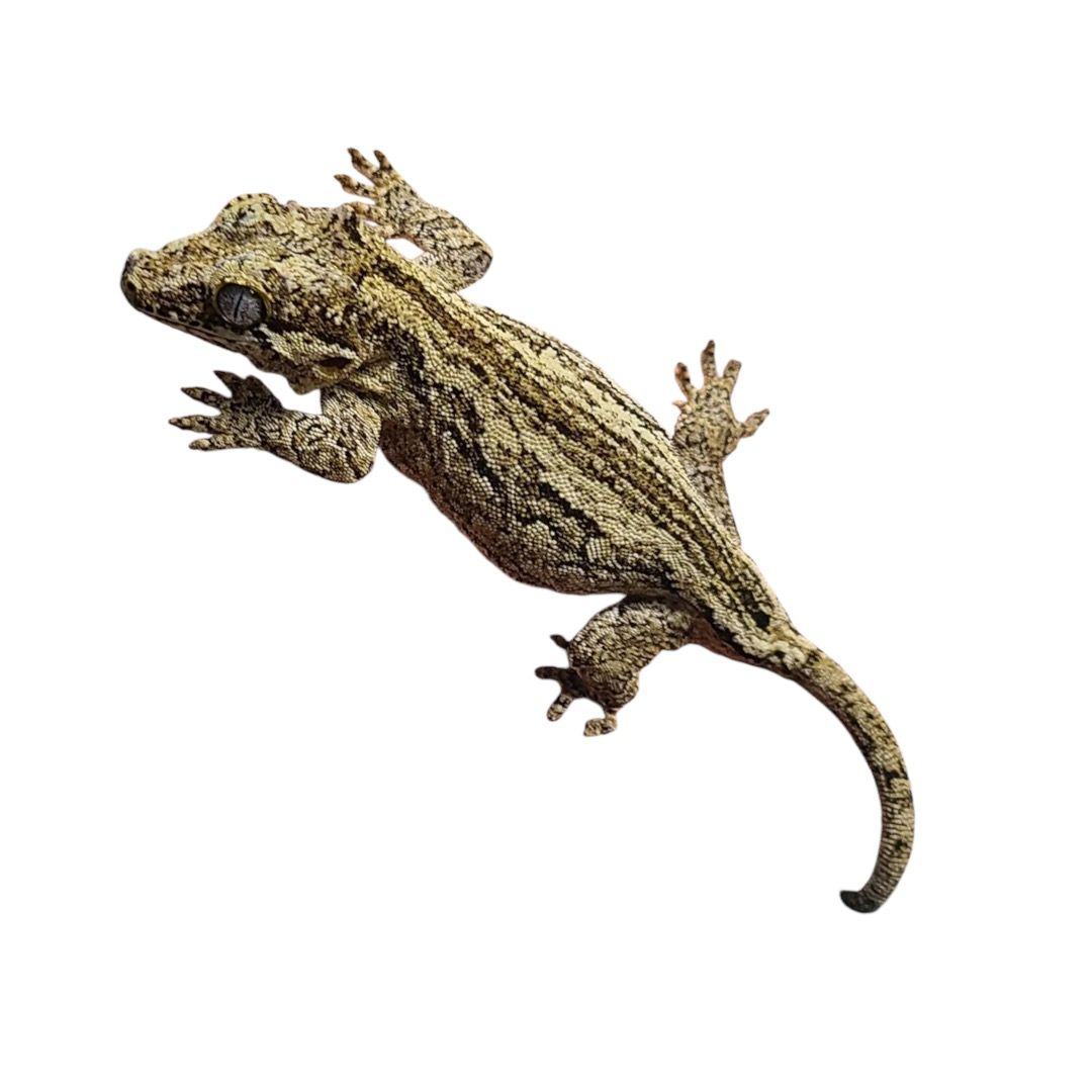 Rhacodactylus auriculatus 