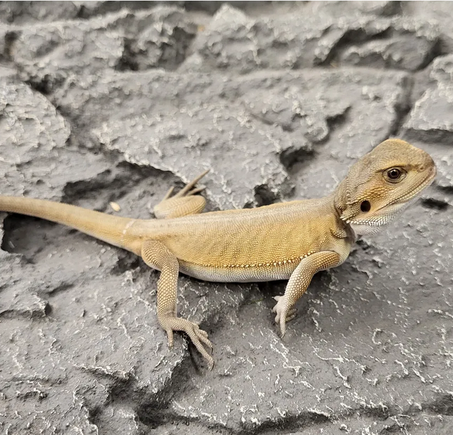 parta-agama poikanen baby witblits värimuoto kasvattaja hoito-ohje pogona vitticeps