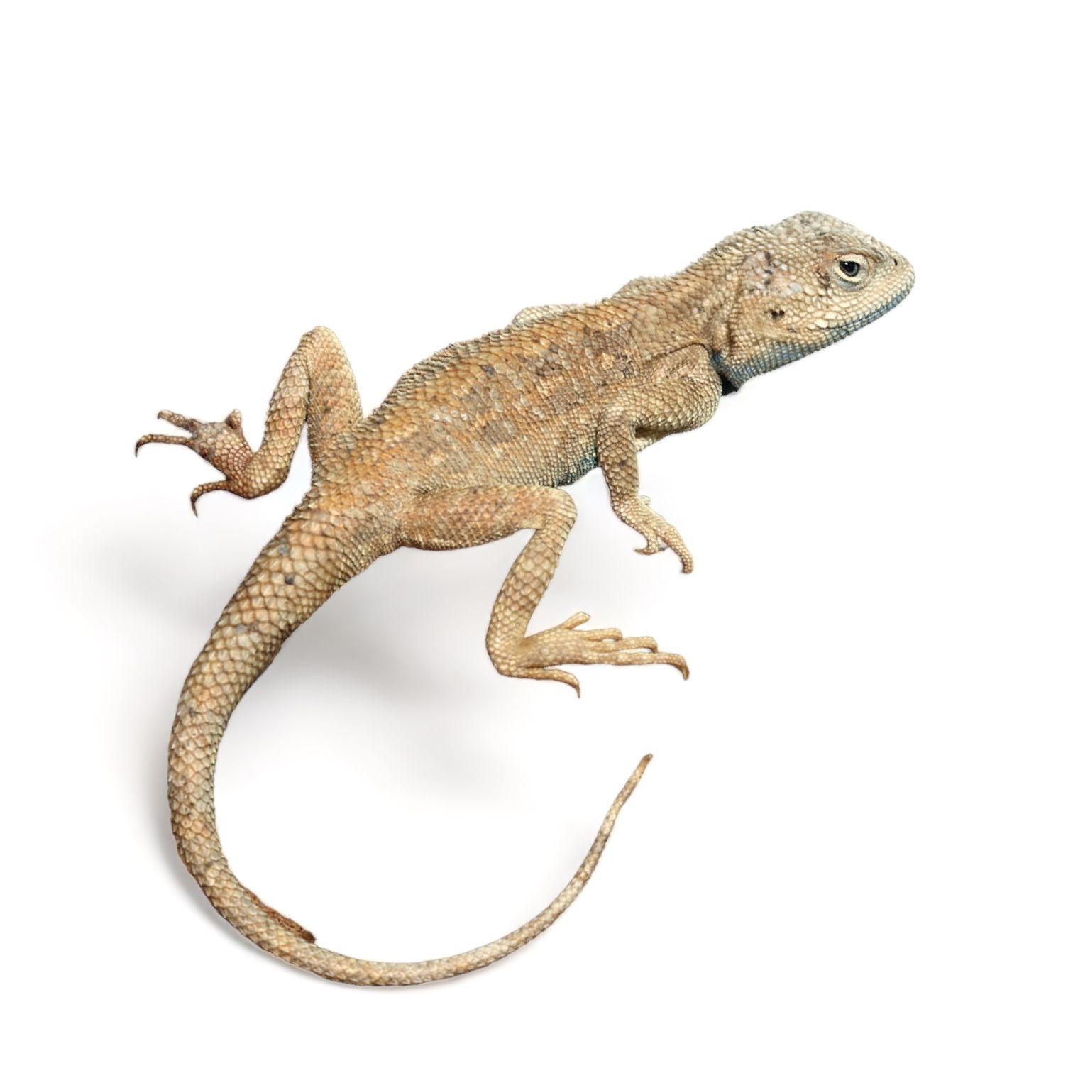 aavikkogekko Trapelus mutabilis