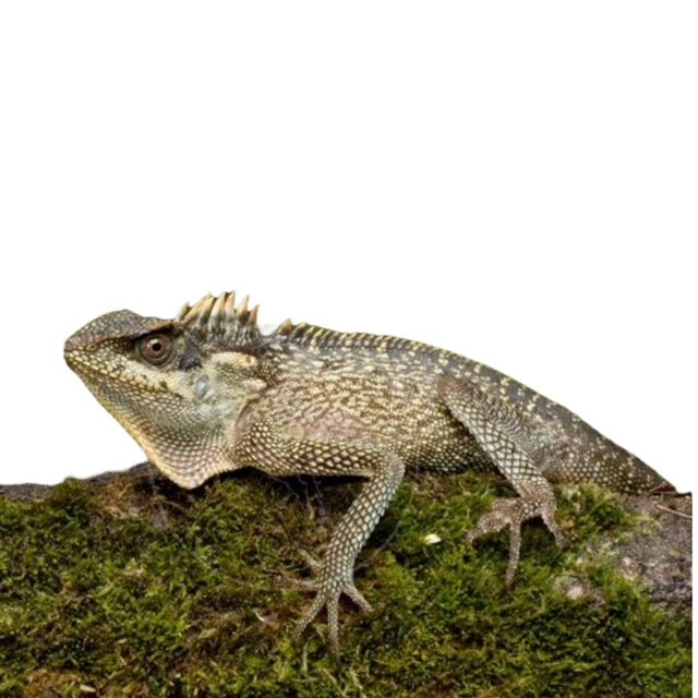 Acanthosaura coronata