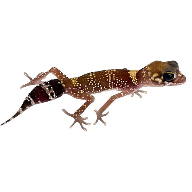 Underwoodisaurus milii  Thick-tailed gecko Australian Barking Gecko