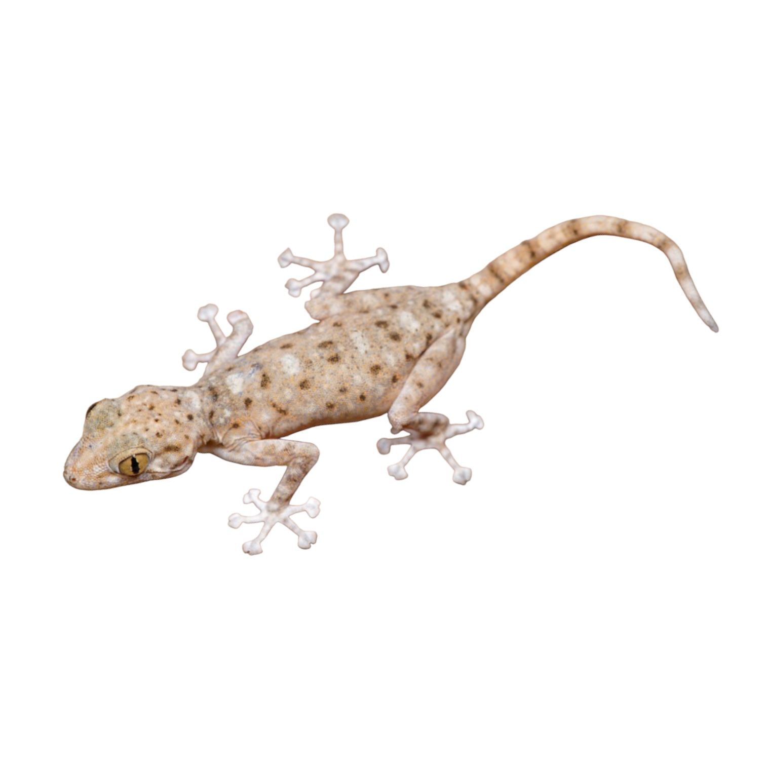 Sinai fan-fingered gecko sormigekko Ptyodactylus guttatus  Hinta: 59€ gekko fun finger
