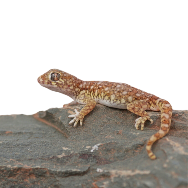 Stenodactylus Stenod hiekkagekko kääpiöhiekkagekko matelija liike kauppa pori myydään eläimiä