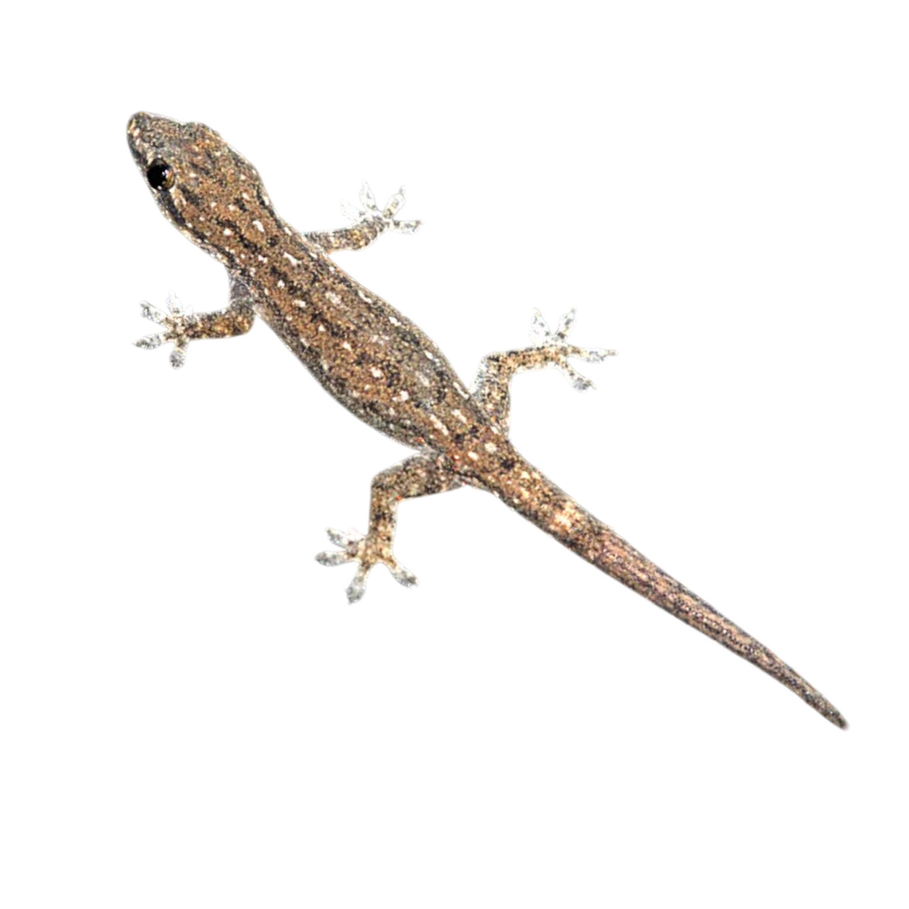 Hemidactylus frenatus kotigekko