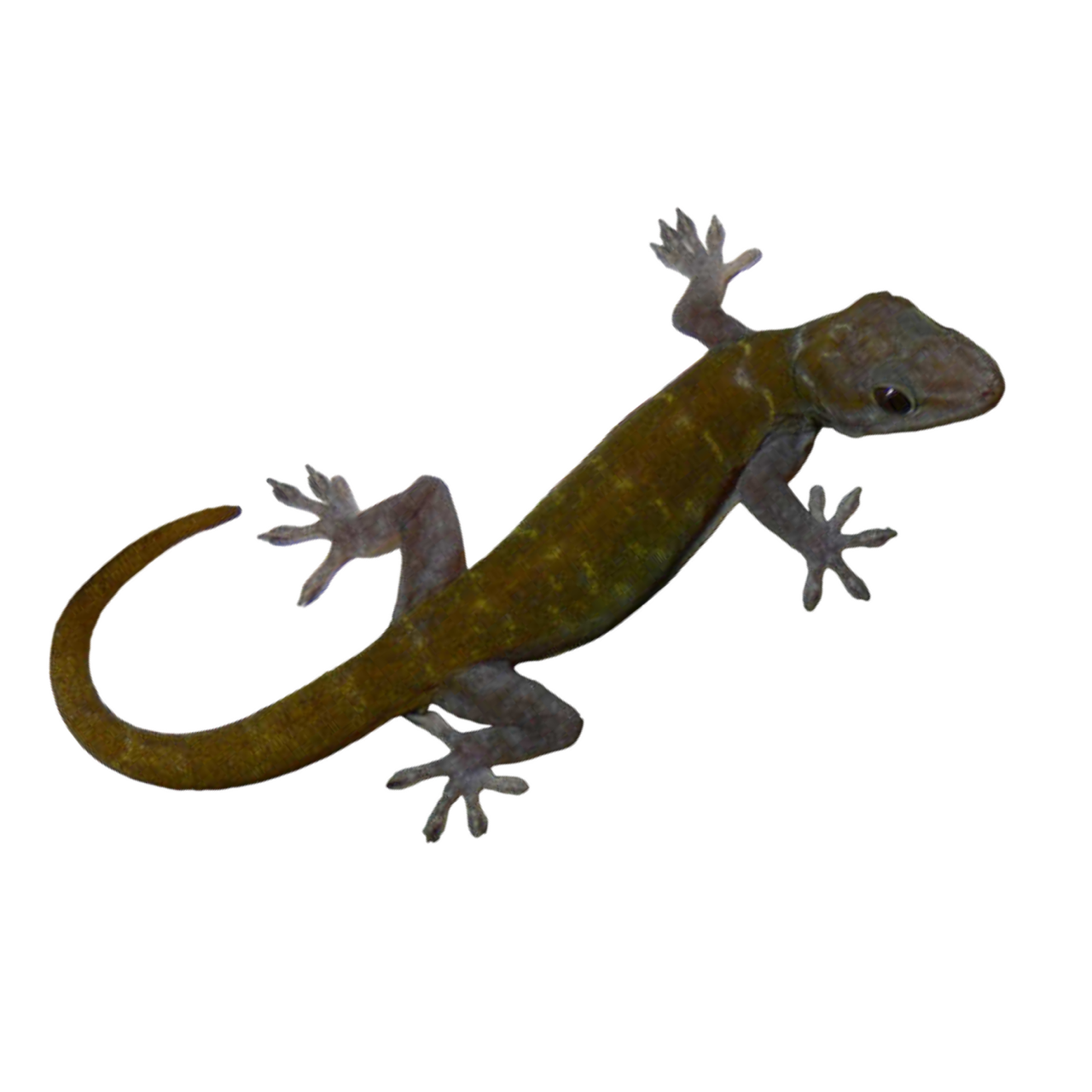 Gecko ulikovskii Golden gecko, Vietnam golden gecko, Lemon gecko kultagekko pori eläinkauppa myydään matelijoita