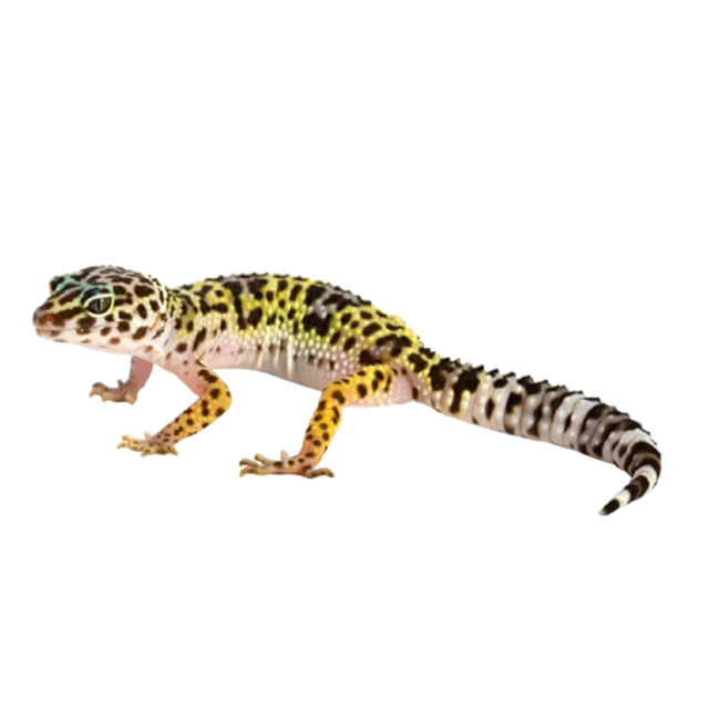 leopardigekko leopardigekon poikanen hoito pori akvaariokeskus