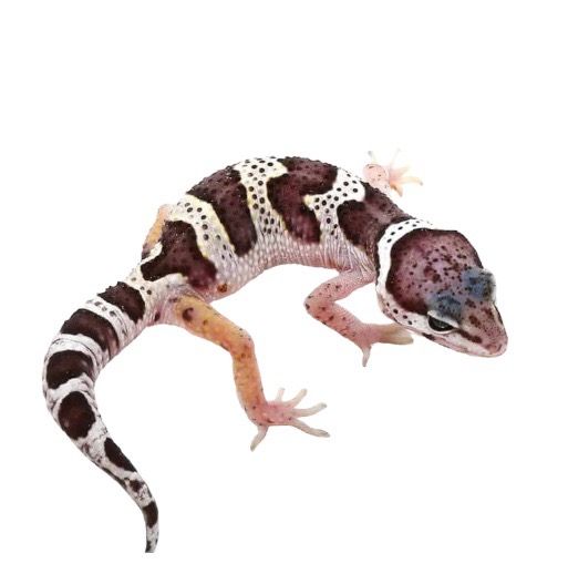 Leopardigekko Eublepharis macularius poikasia leopardigekon myydään kasvattaja macksnow 
