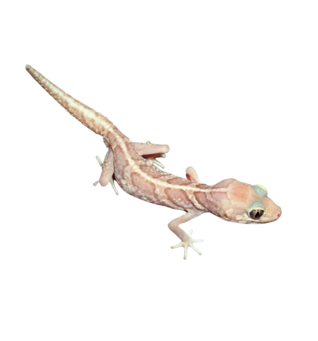 madagaskarin maagekko Paroedura pictus Värimuoto: Amel Hinta hoito ohje