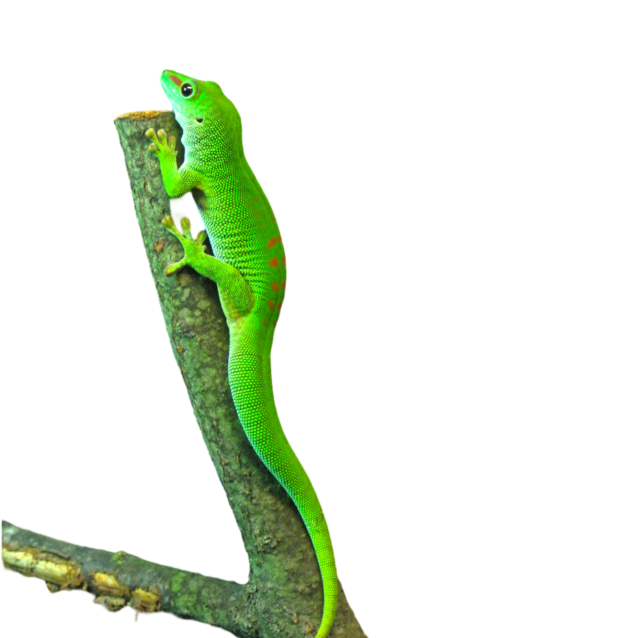 Phelsuma madagascariensis Madagaskarinpäivägekko pori tampere helsinki turku