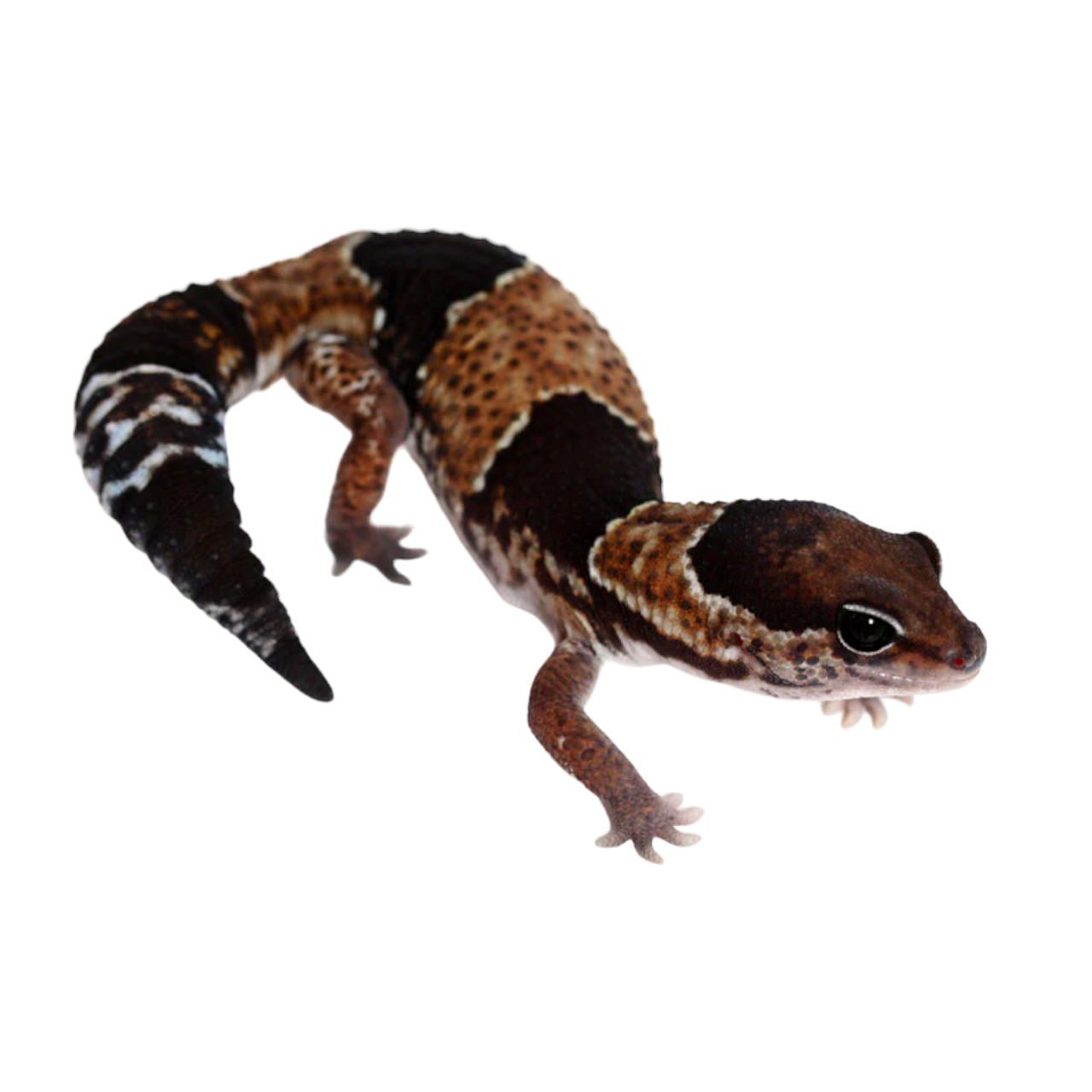 Hemitheconyx caudicinctus paksuhäntägekko myydään kasvattaja pori fat-tailed gecko