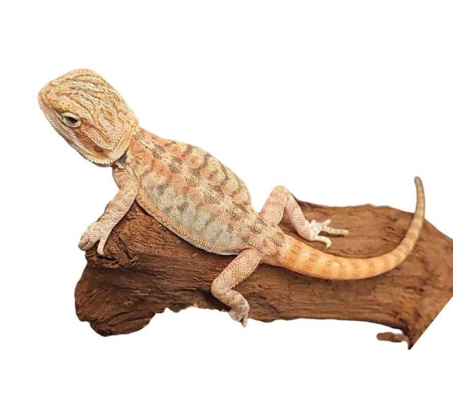 parta-agama terraario koko hoito ohje ruoka ruokinta myydään poikasia punainen keltainen