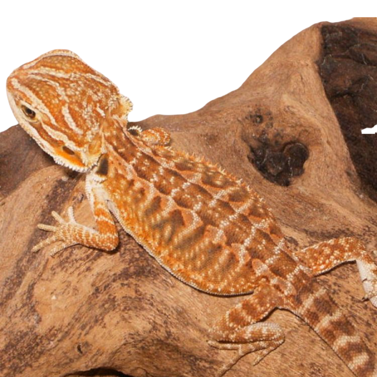 parta agama hoito ohje 