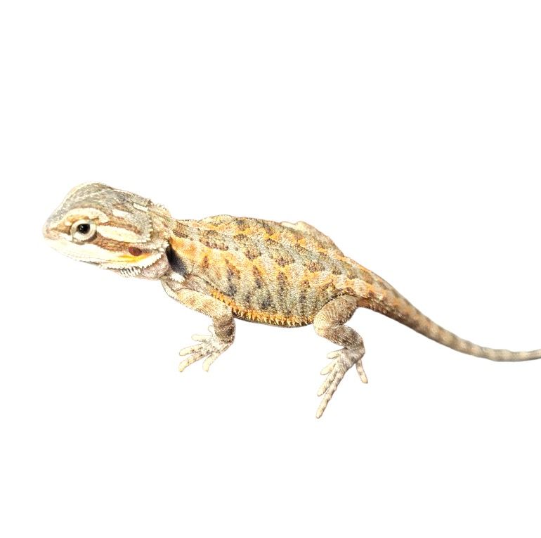 parta-agama hypo cawley super red punainen pogona vitticeps hoito valaistus lämpö 