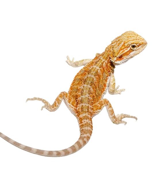 parta agama hypo cawley super red pogona vitticeps hoito ohjeet ohje terraariossa lämpötila uvb