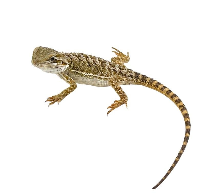 parta-agama hinta myydään kasvattaja pori