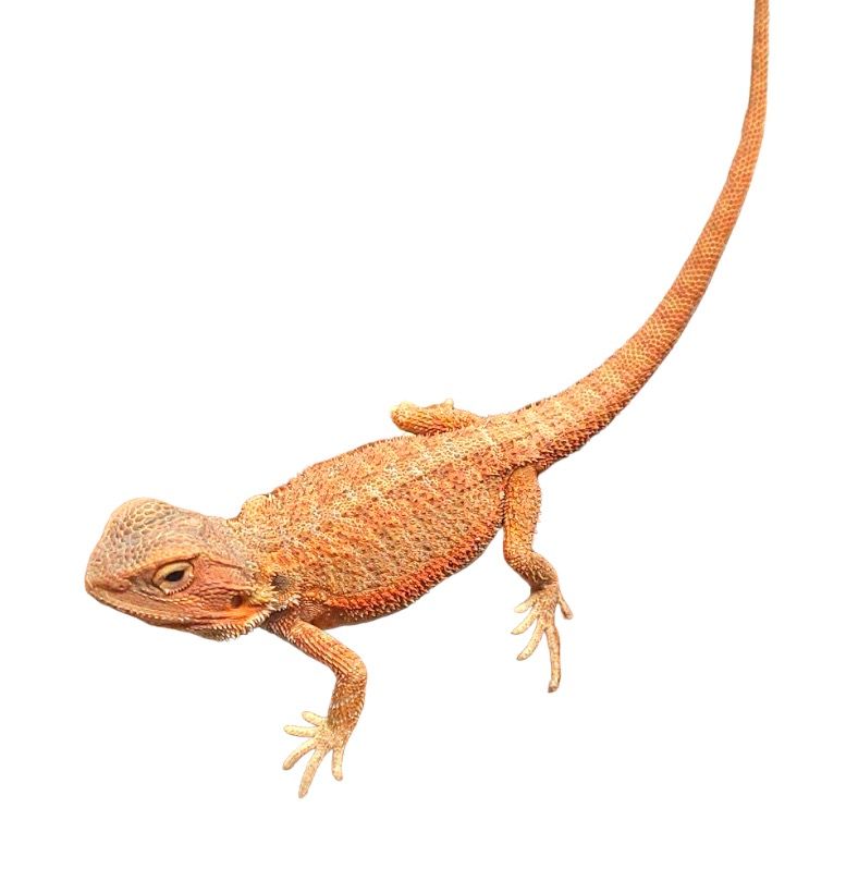 hypo translucent cawley extrem red parta agama hoito ohje 