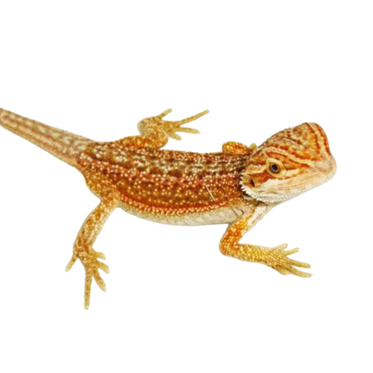 punainen parta-agama red Pogona vitticeps hinta myydään kasvattaja