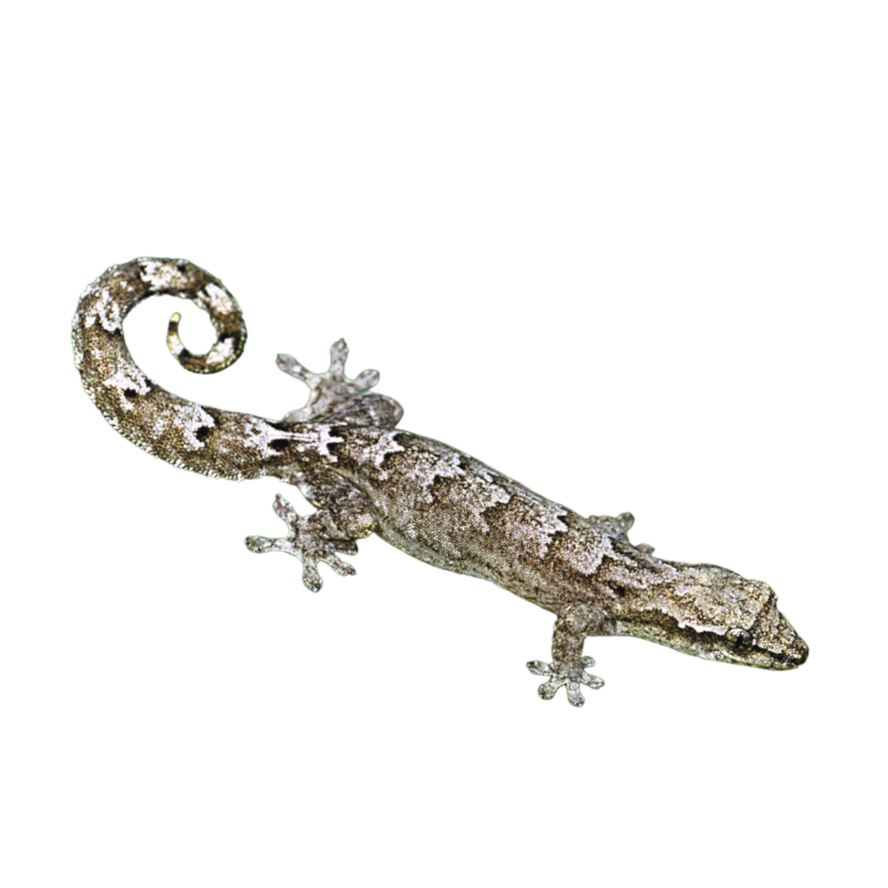 surugekko Lepidodactylus lugubris