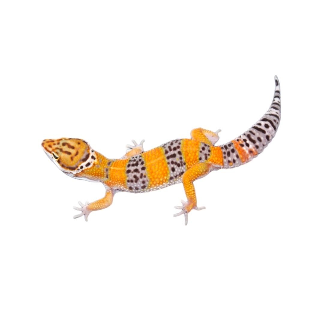 Leopardigekon poikasia hoito-ohje hoito terraariossa pori eläinkauppa matelijat