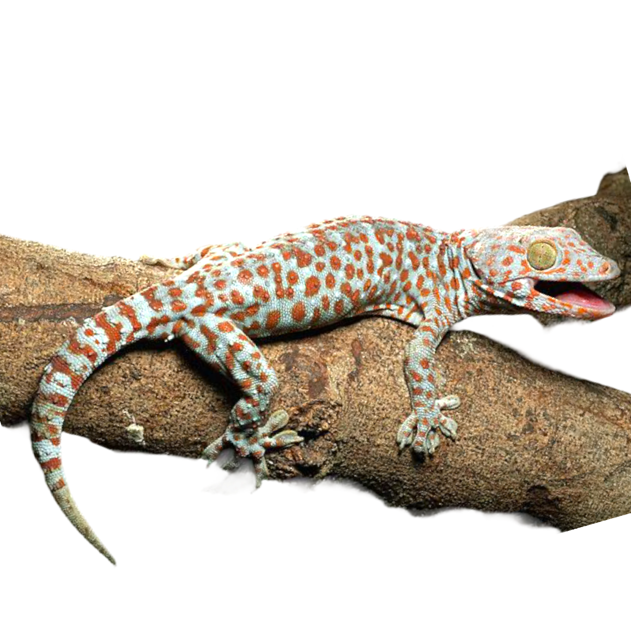 tokeegekko gecko gecko gekko liskot myydään myytävänä eläinkauppa pori suomi
