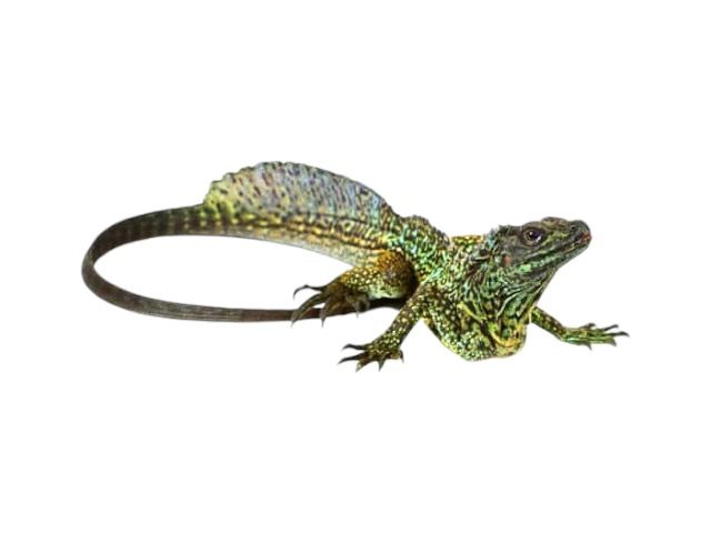 Hydrosaurus amboinensis vesiagama purjelisko