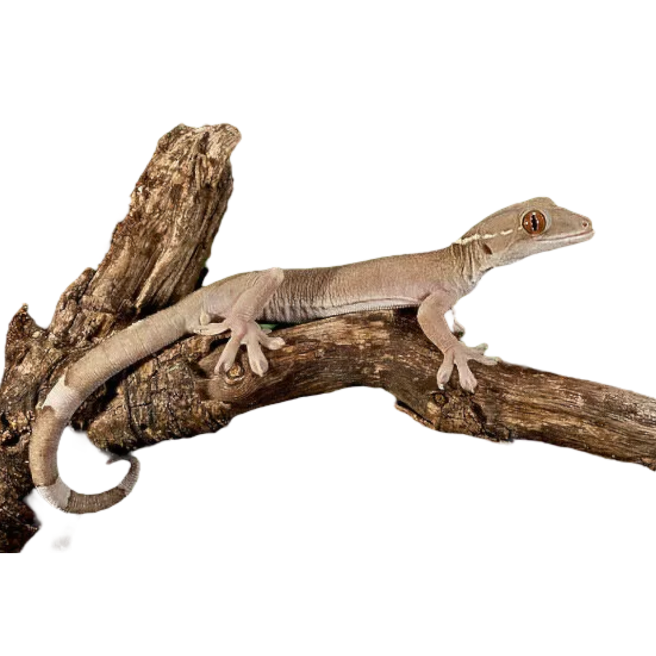 gekko vittatus