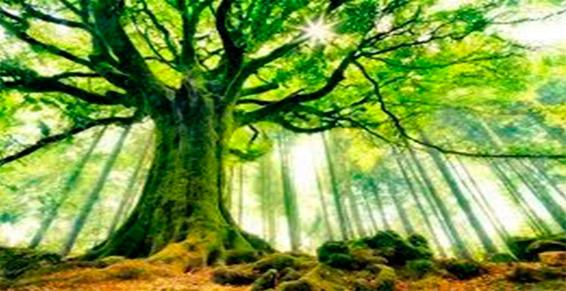 Magnétiseur à Caen, Arnaud Bonnesœur, Calvados (14)