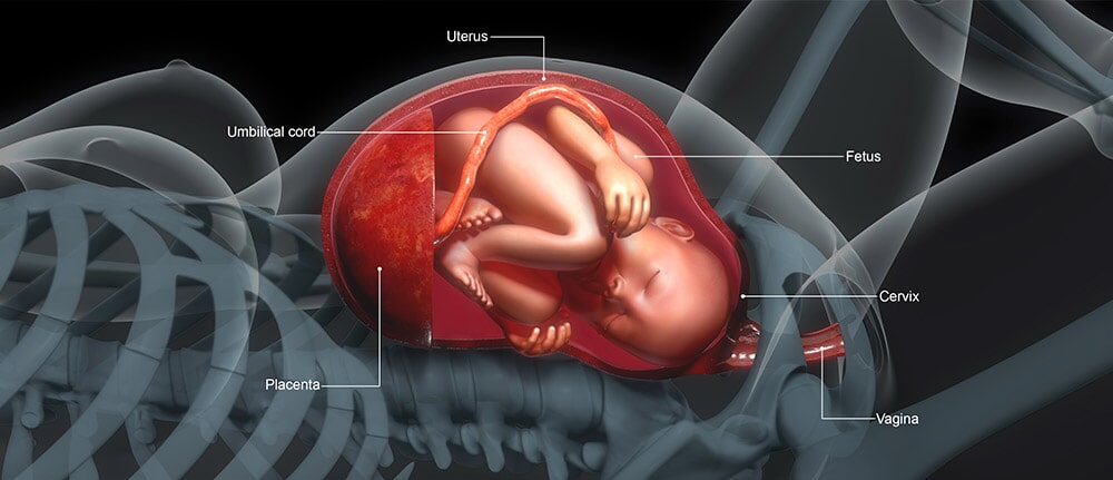 מומחה לניתוחים וגינליים – ד"ר שיזף בועז 