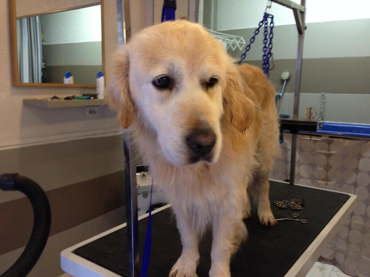 TOILETTAGE POUR CHIEN  BOUGIVAL