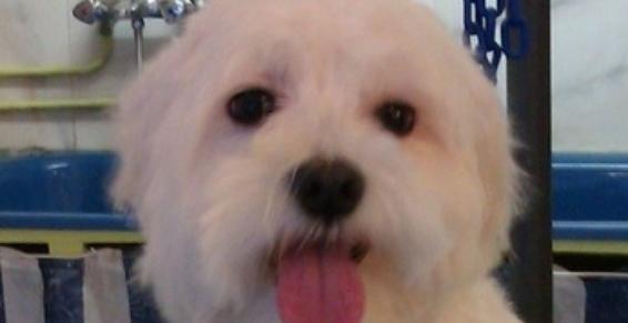 Coupe et toilettage d'un Coton