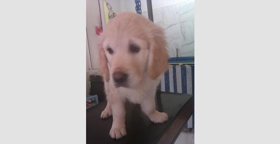 Toilettage Chiens toutes races : Labrador